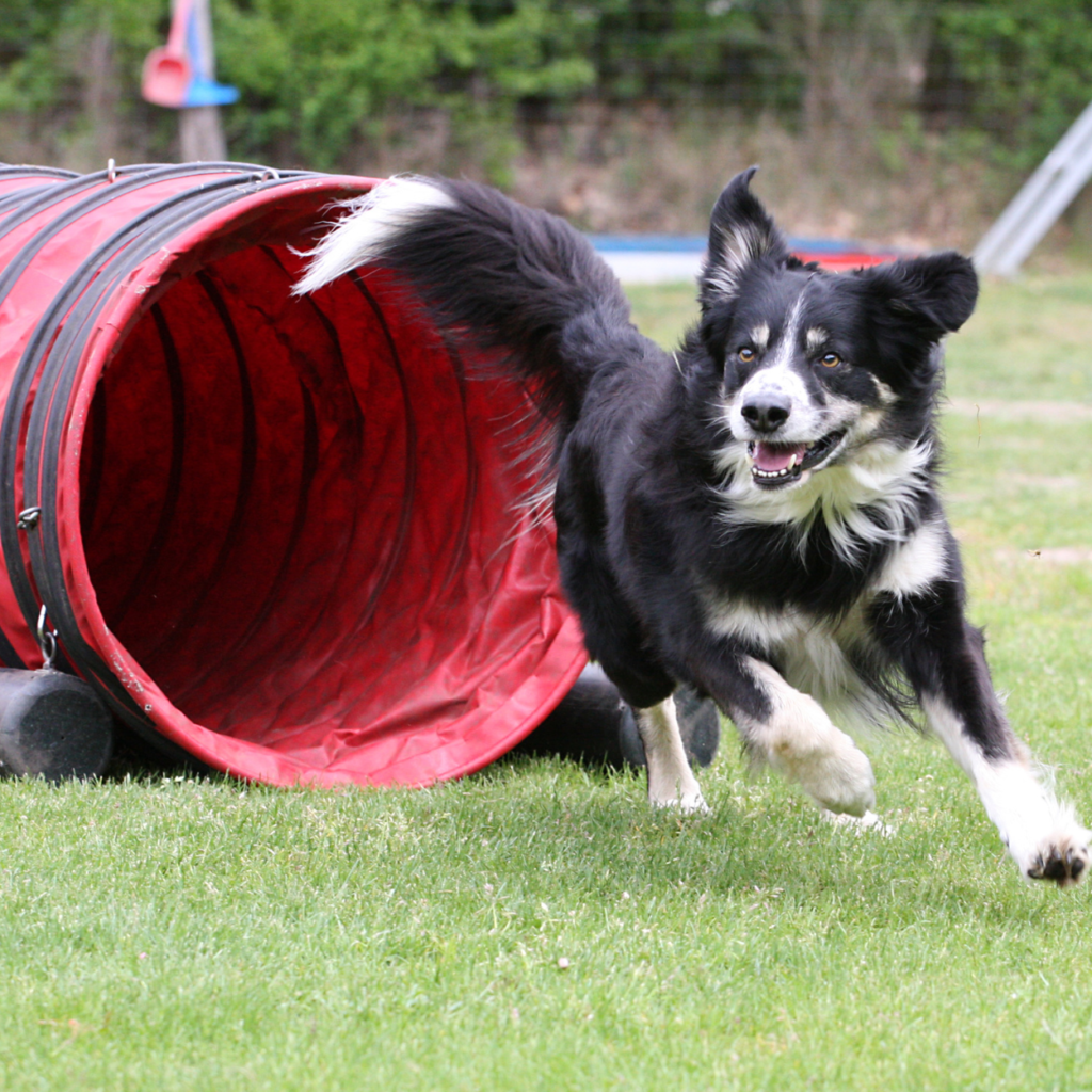 dog boarding and training