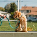 dog boarding and training