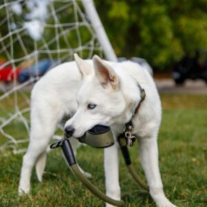 dog boarding and training