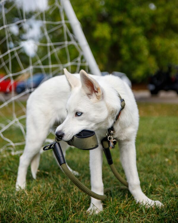 dog boarding and training