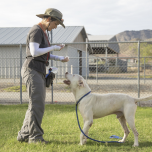 dog boarding and training