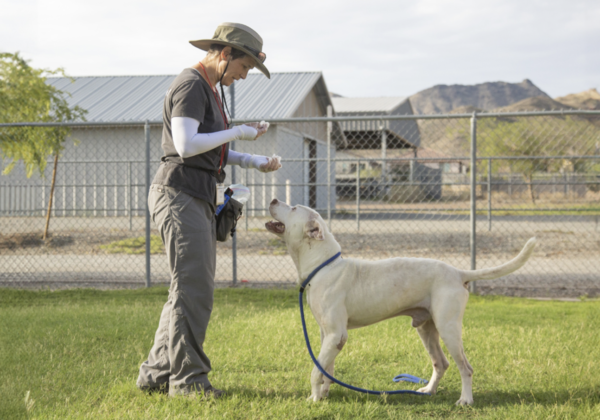 dog boarding and training