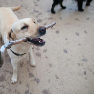 dog boarding and training