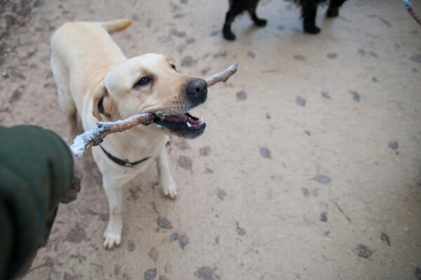 dog boarding and training