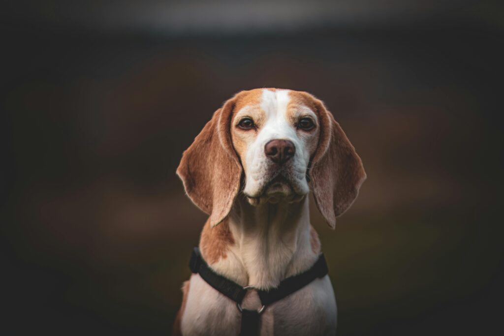 dog boarding and training